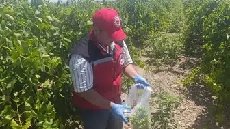 Salihli üzümünde ilaç kalıntısı denetimi başladı