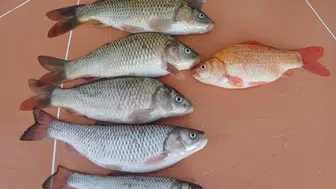 Sivaslı balıkçının altın balık heyecanı kısa sürdü