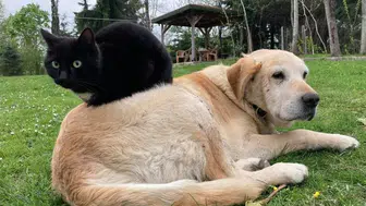 Düzce kedi ve köpek maması ihracatında vites yükseltti