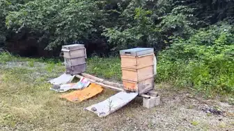 Giresun'da kahverengi kokarca ilaçları arıları öldürüyor