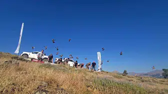 Diyarbakır kırsalında kene nöbetini keklikler devraldı