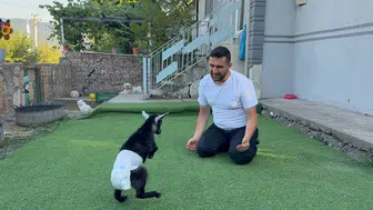 Karabükte bir ailenin evinde yaşayan engelli keçinin hikayesi