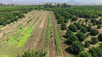 Adana Kozan'da bamya sezonu açıldı