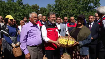 Malatya kayısı bahçelerinde geçen yılın yaraları sarıldı