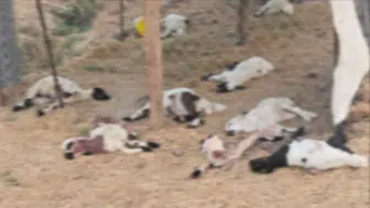 Bismil'de sahipsiz köpekler bir besicinin 15 kuzusunu öldürdü