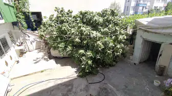 Adıyaman'da park halindeki araca devrilen ağaç maddi hasara yol açtı