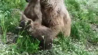 Artvin’de boz ayı ailesinin neşeli anları kameraya yansıdı