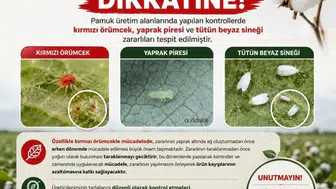Aydınlı pamuk üreticileri için kırmızı örümcek alarmı