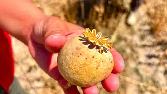 Afyonkarahisar tarlalarında haşhaş bereketi