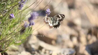 Harput lavantaları kelebeklerle renkli bir tabloya dönüştü