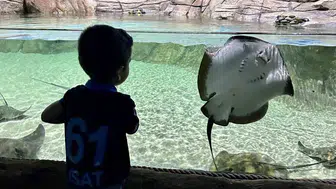 Trabzon'un su altı dünyası turistlerin ilgi odağı oldu
