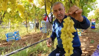 Manisalı üzüm üreticisi için kritik fiyat beklentisi