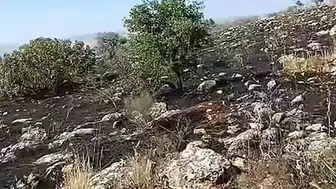 Araban’da fıstık bahçelerini saran yangın vatandaşın müdahalesiyle söndü