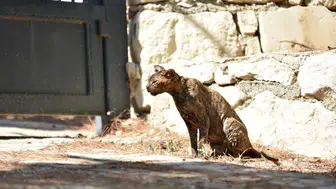 Kumluca yangınından kurtarılan Luna kedinin tedavisi sürüyor