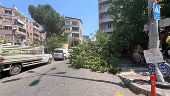 Aydın Efeler'de asırlık ağaç park halindeki araçların üzerine devrildi