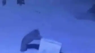 Çamlıhemşin merkezine inen ayılar çöp konteynerlerini oyuncak yaptı