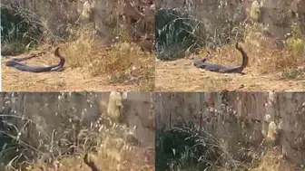 Mersin'de iki metre boyundaki yılanların kavgası kameraya yansıdı