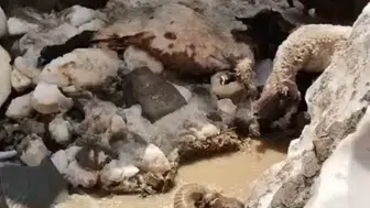Hakkari yaylasında yaz ortasında kar kabusu yaşandı