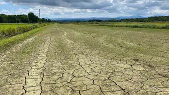 Sinop Erfelek'te çeltik tarlaları susuz kaldı