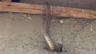 Yüksekova'da bir evi yılanlar ele geçirdi