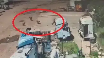 Silopi'de köpek dehşeti Baba ve amca saniyelerle yarıştı