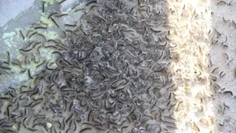 Karadeniz'de ağaçları kurutan kelebek istilası başladı
