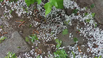 Ardahan’da dolu yağışı tarlaları vurdu