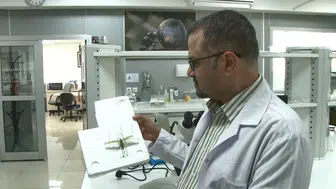 Çekirge sürüsü mü geldi? Uzmanlar istila korkusuna son noktayı koydu?