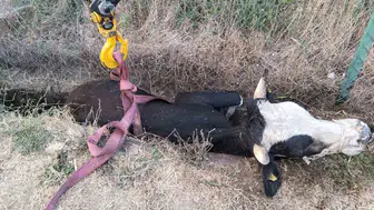 Bolu’da kanala saplanan ineği itfaiye kurtardı