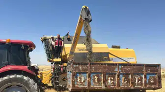 Adıyamanlı çiftçi kuraklığa karşı çörek otuna döndü