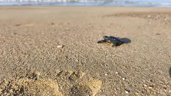 Antalya sahillerinde caretta caretta mesaisi başladı