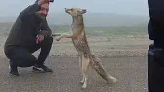 Yayla yolunda beklenmedik misafir Tilkiyi kekle beslediler