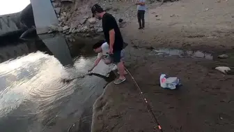 Meriç Nehri’nde dev balık avı hüsranla bitti