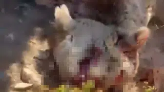 Ayıları beslemek onları öldürüyor
