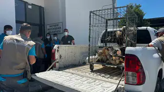 Kayseri'de tedavi edilen 35 yaban kuşu özgürlüğüne kavuştu