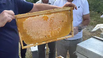 Avrupa tescilli Yenice ıhlamur balında sezon başladı