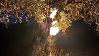 Aydın Efeler'de gece yarısı zeytinlikleri alevler yuttu