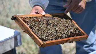 Manisalı arıcılar için ücretsiz ana arı dönemi