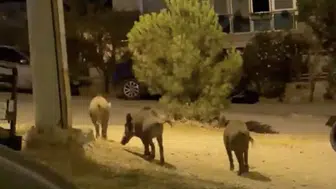 Ayvalık sokaklarında yaban domuzu sürüsü paniği