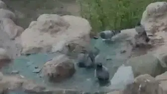 Elazığ’da sıcaklık rekorları güvercinleri havuza döktü