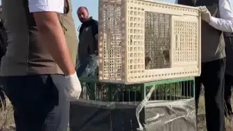 Sivas'ta yuvasından düşen iki yavru kuş yeniden özgürlüğüne kavuştu