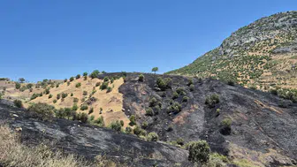 Dicle'de çıkan yangın 35 dönüm bağı küle çevirdi