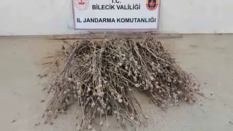 Bilecik’te gizlice haşhaş eken şüpheli jandarmaya yakalandı