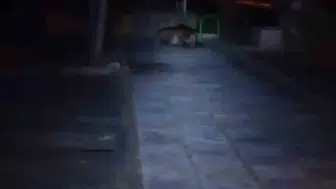 Bolu’da gece vakti oyun parkına dev bir misafir geldi