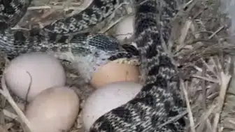 Tavuk yumurtasını yutan yılanı eliyle yakalayıp arkadaşlarını korkuttu