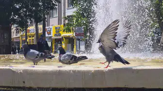 Eskişehir sıcağında kuşların havuz keyfi