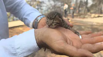 Fethiye yangınında bir can daha kurtuldu
