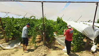 Manisalı üzüm üreticisi bağını dolu riskine karşı korumaya aldı