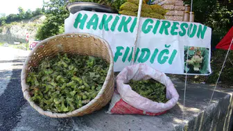 Giresun yolunda taze fındık mesaisi başladı