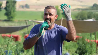 Soğan tarlasını sahneye çeviren işçi